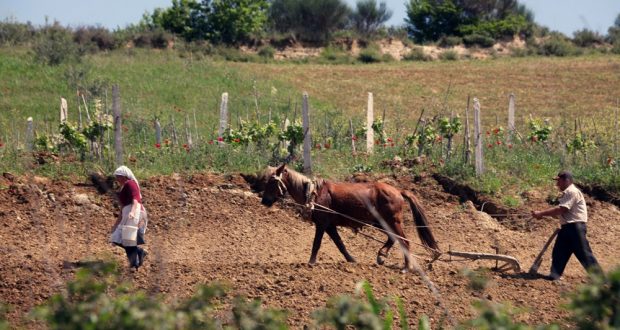 Fshati ku të gjithë kanë shitur një veshkë (Foto)