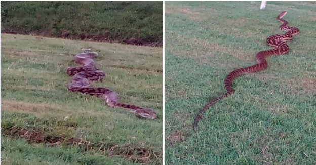 Pitoni gjigant pushton fushën, njerëzit vrapojnë të tmerruar! (Foto)