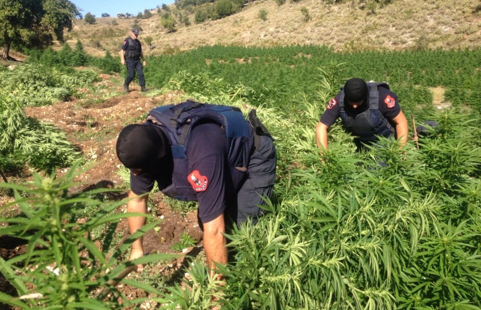 Toka me qira për të kultivuar hashash, bien në pranga dy sarandiotë