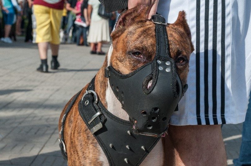 Kujdes! Në këtë vend ku edhe njerëzit duan maska, shëtisin qen pa maska