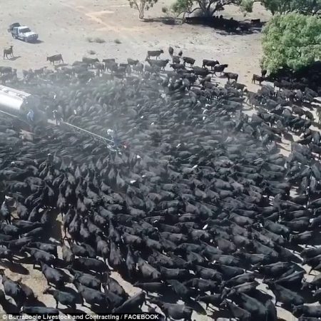 Thatësirë në Australi/ Shihni si vrapojnë lopët drejt cisternës me ujë për të shuar etjen (Video)