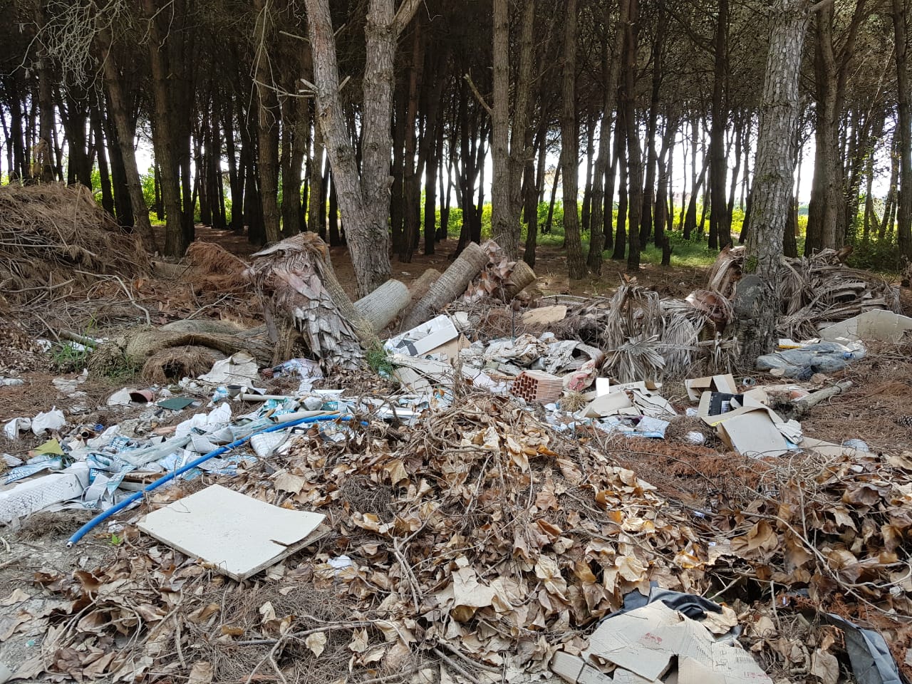 FOTOT/ Katastrofë mjedisore në Kavajë, pylli i Qerretit është shndërruar në një varrezë mbeturinash