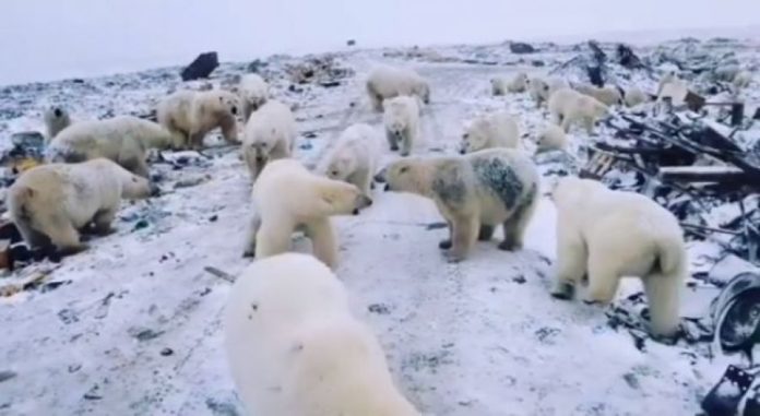 Arinjtë polarë “pushtojnë” ishujt rusë, shpallet gjendja emergjente