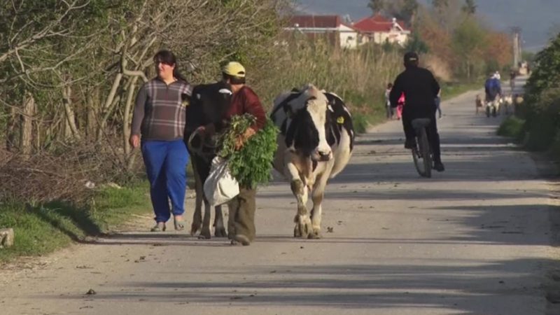 Dhjetë paradokse të femrave shqiptare