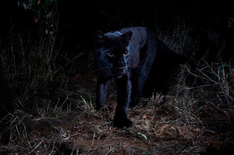 Leopardi i zi fotografohet në Afrikë, për herë të parë në 100 vjet! (Foto)