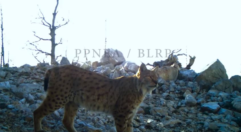 VIDEO/A e keni dëgjuar ndonjëherë se si rrëqebulli i Ballkanit thërret?! Pamje të rralla të species në zhdukje filmuar në malet e…