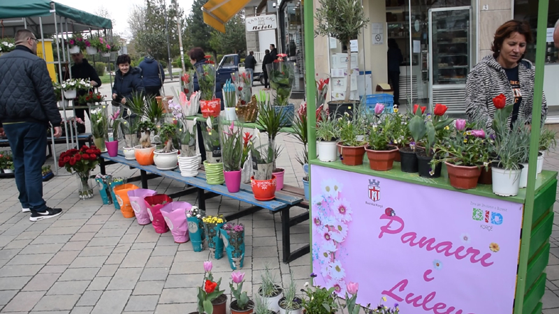 Ndërsa lularët dhe monarët vijnë për “qokë” në Tiranë nga Korça, qytetarët atje organizojnë Panairi i luleve