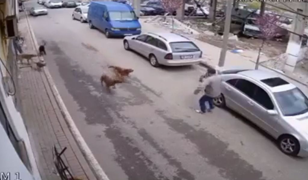 VIDEO/ Berisha i shqetësuar nga qentë: Po na shqyejnë rrugëve e s’na mbron kush! (apo bënë thirrje për sh.farosjen e tyre)