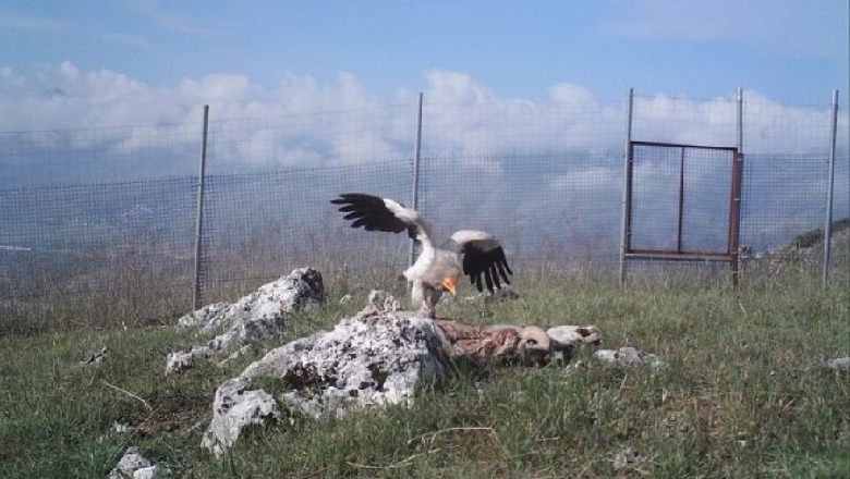 Vjen lajmi i mirë për shkabën e fundit në Shqipëri, ‘Kali i Qyqes’ po shtohet