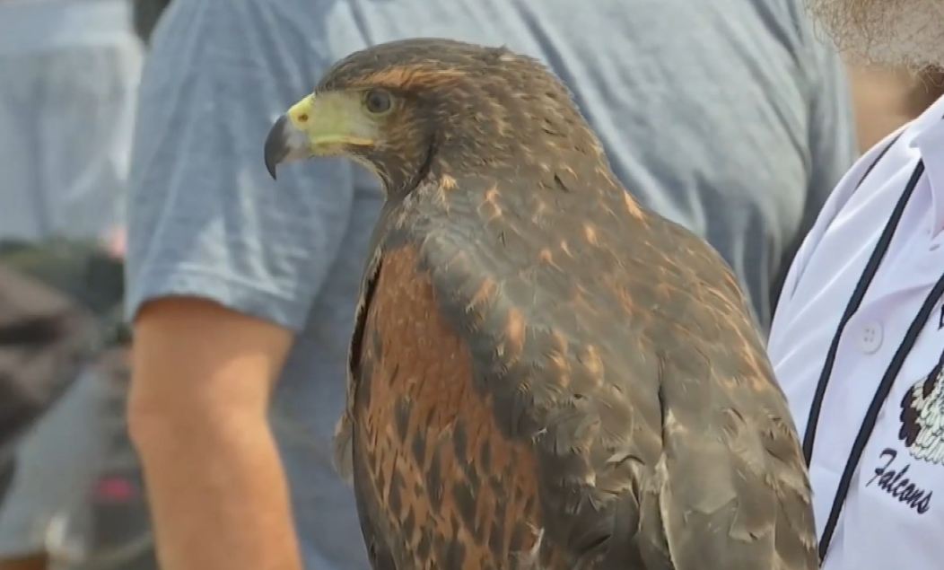 Pulëbardhat bezdisëse, thirren në ndihmë fajkojtë (Video)