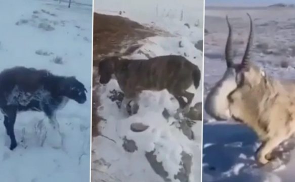 VIDEO/ Pamje të tmerrshme: I ftohti ekstrem ngrin kafshët në Kazakistan