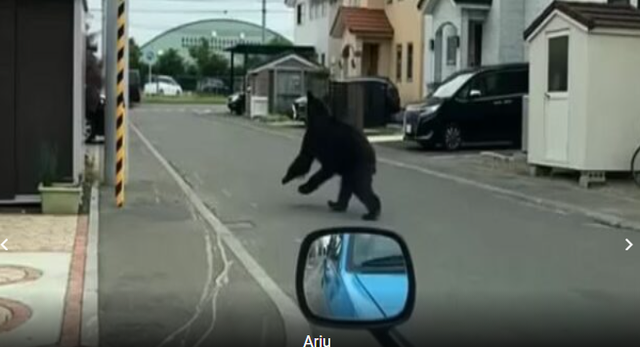 Momente tmerri! Ariu zbret në qytet dhe sulmon 4 persona: Reagon menjëherë policia dhe merr vendimin e papritur