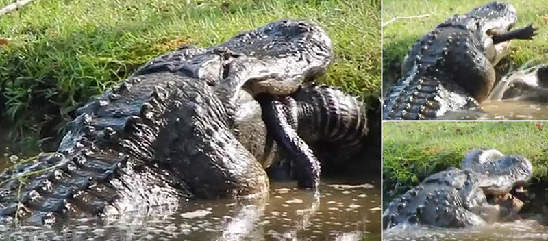 Dalin për herë të parë pamjet e tmerrshme të aligatorit gjigant kanibal që gëlltit një tjetër nga lloji i vet (VIDEOJA po thyen rrjetin)