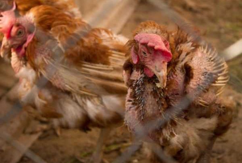 Frikë dhe panik në Durrës/ Sëmundja infektive prek pularitë e qytetit, ngordhin me qindra mijëra pula! E trasmetueshme edhe tek njerëzit