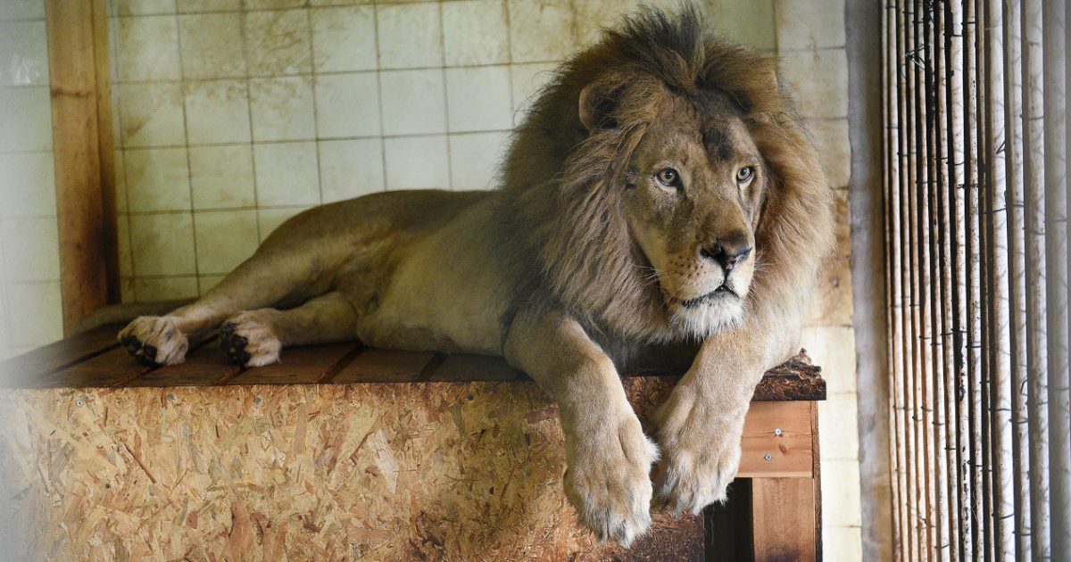 10 ditë që është hapur, ngordh luani në Kopshtin Zoologjik?