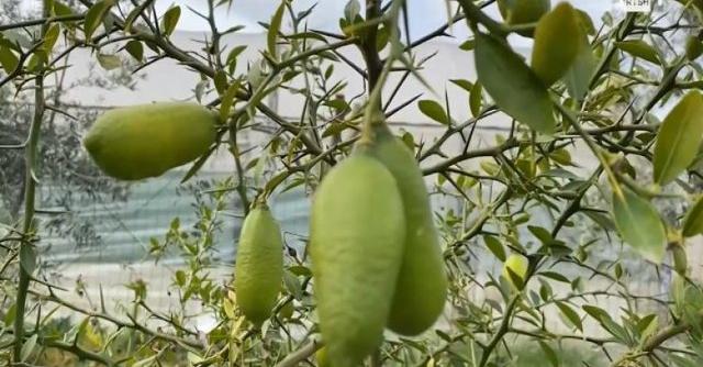 E pabesueshme por e vërtetë: Limoni më i shtrenjtë në botë, 87 euro 1 kilogram… po kultivohet  në Lushnje