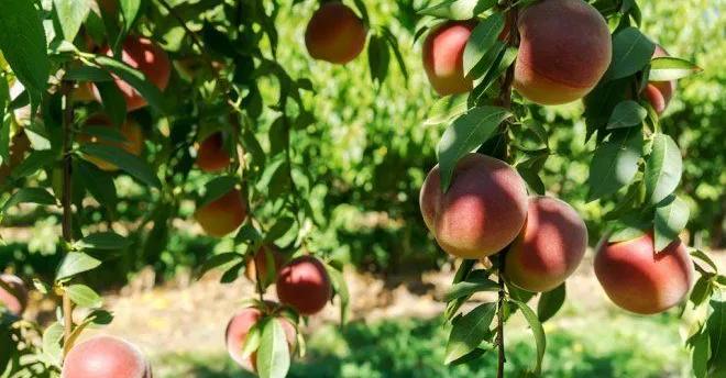 Grekët ngrenë alarmin: Shqiptarëve tani nuk pranojnë as pagat tona! Do na kalben pjeshkat në pemë