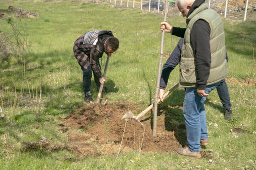 Kryebashkiaku socialist publikon fotot : Sot mbollëm pemë me kryetarin e PD