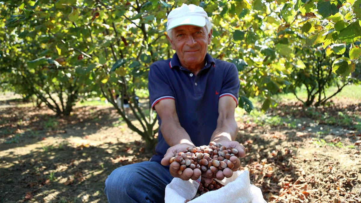 Fshati arumun i krijuar nga komunizmi sot prodhon mbi 100 ton lajthi në vit: Çdo shtëpi mbledh 20 kuintalë! Fëmijët në emigracion nuk i shesin dot!