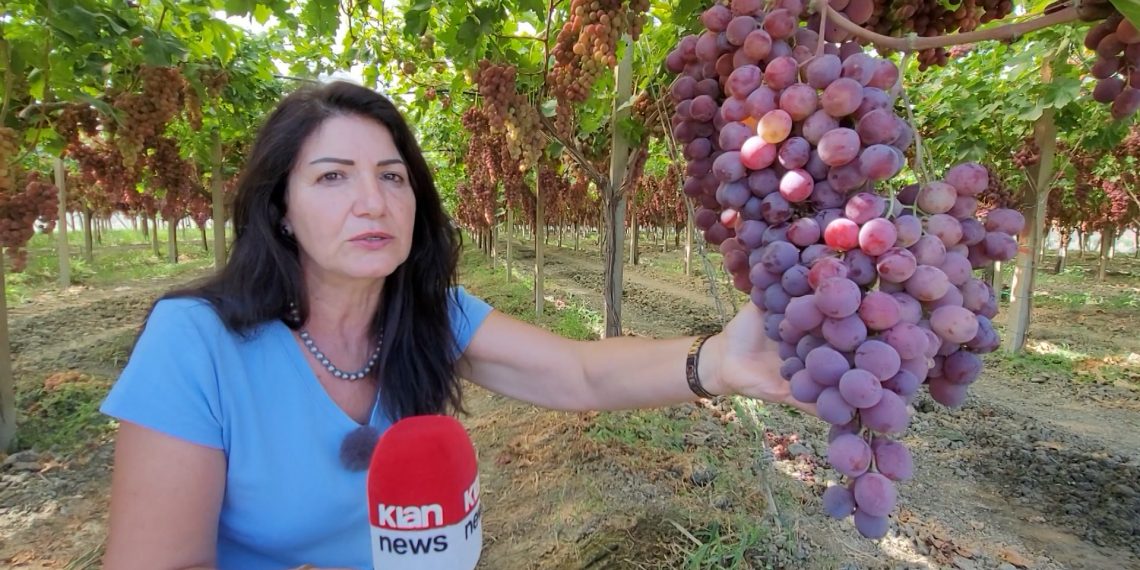 Rrush “gjigant” në Lushnje, bistaku shkon deri në 8 kg