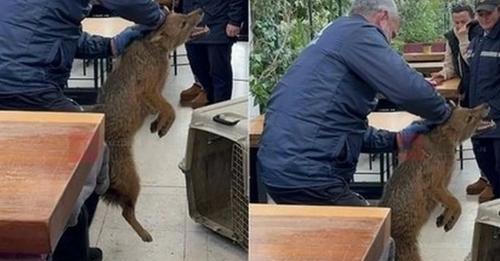 VIDEO/ Një çakall në mes të Tiranës, kapet afër një lokal në shkallët e TKOB