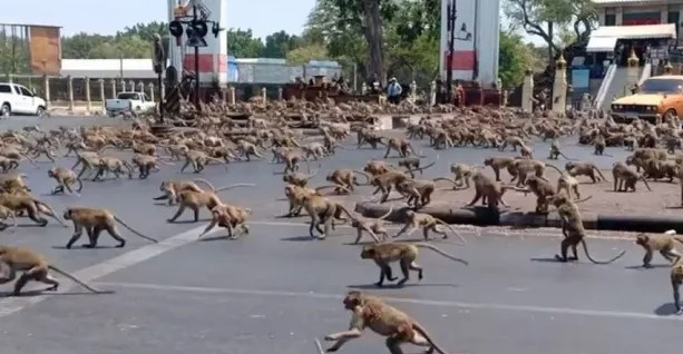 VIDEO/ Mijëra majmunë “pushtojnë” Tajlandën, mbyllen dyqanet dhe bizneset