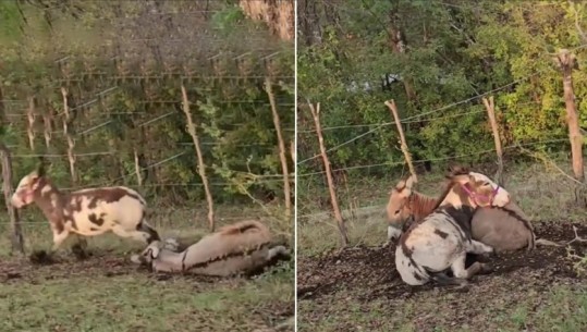 Video bëhet virale: Shikoni si reagon gomari pasi “shoku” i tij rrëzohet teksa vrapon!