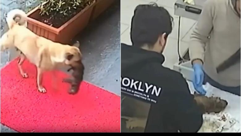 VIDEO/ Prekëse, qeni endacak çon këlyshin e tij të sëmurë të klinika veterinare